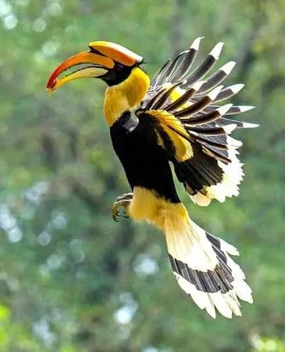 A great hornbill in flight